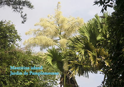 Mauritius island, diverses photos du très beau jardin de Pamplemousse